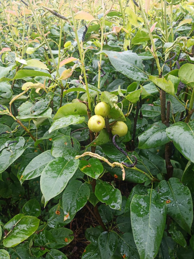 脆冠梨苗:嫁结苗、品种纯、价格优惠，