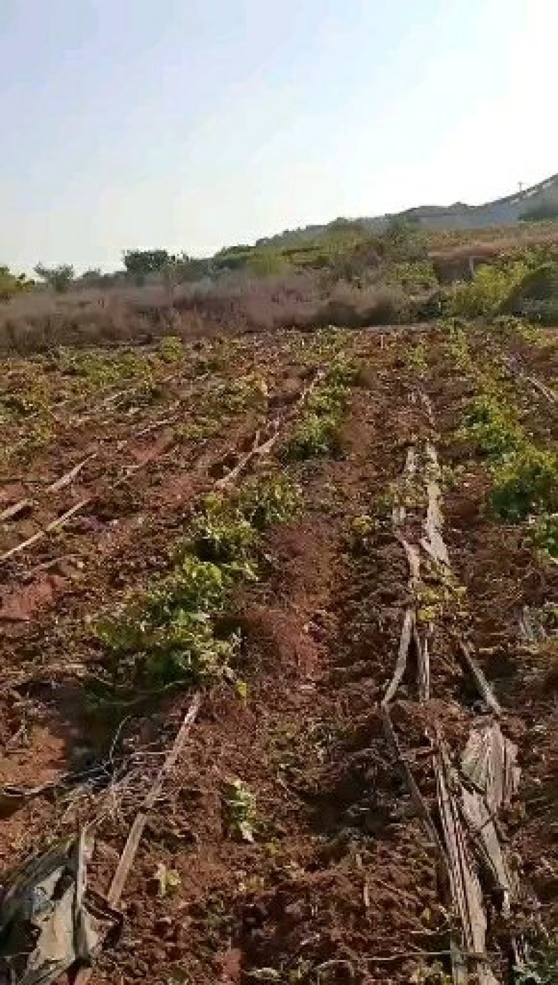 新疆红提葡萄苗，老品种耐运保证品种可签合同，