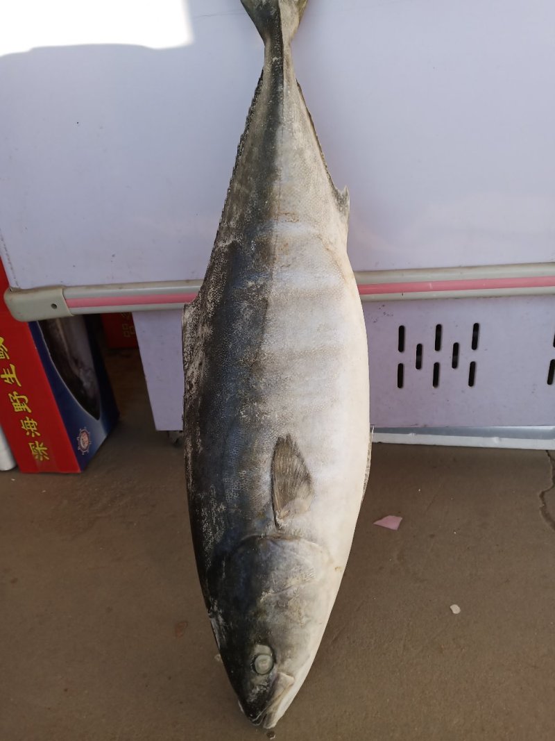 黄金鲅鱼大鲅鱼新鲜量大各种规格齐全一手货源价格批发