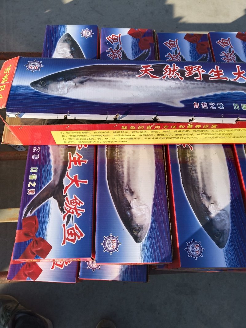 黄金鲅鱼大鲅鱼新鲜量大各种规格齐全一手货源价格批发