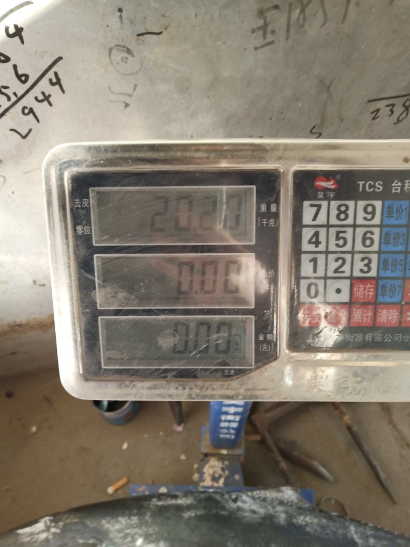 黄金鲅鱼大鲅鱼新鲜量大各种规格齐全一手货源价格批发