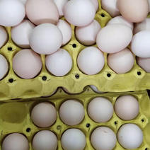 鸡蛋土鸡蛋粉蛋粮食蛋玉米蛋初生蛋