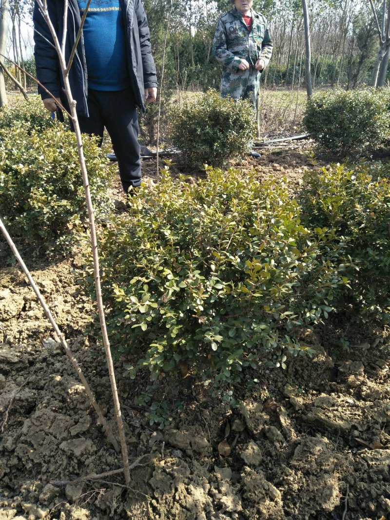 小叶女贞球金叶女贞球金森女贞球规格齐全基地直销