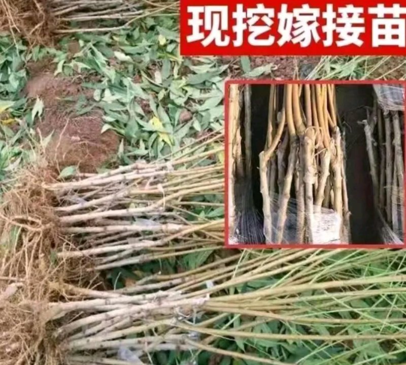 【现挖现发】优质沂蒙霜红桃树苗:保成活包品种，产地直销包