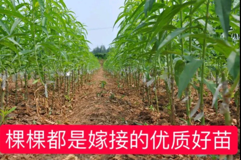 【现挖现发】优质沂蒙霜红桃树苗:保成活包品种，产地直销包