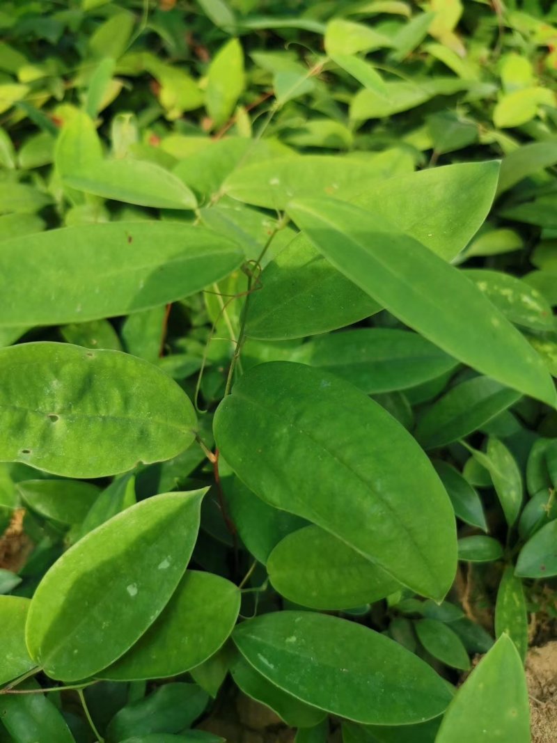 土茯苓苗中药材培育基地