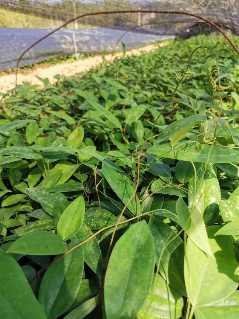 土茯苓苗中药材培育基地
