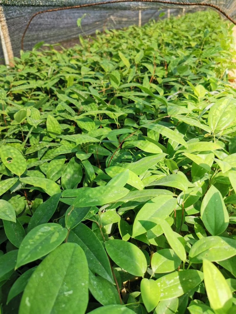土茯苓苗中药材培育基地