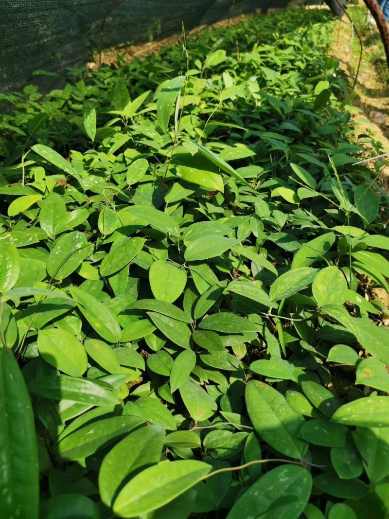 土茯苓苗中药材培育基地