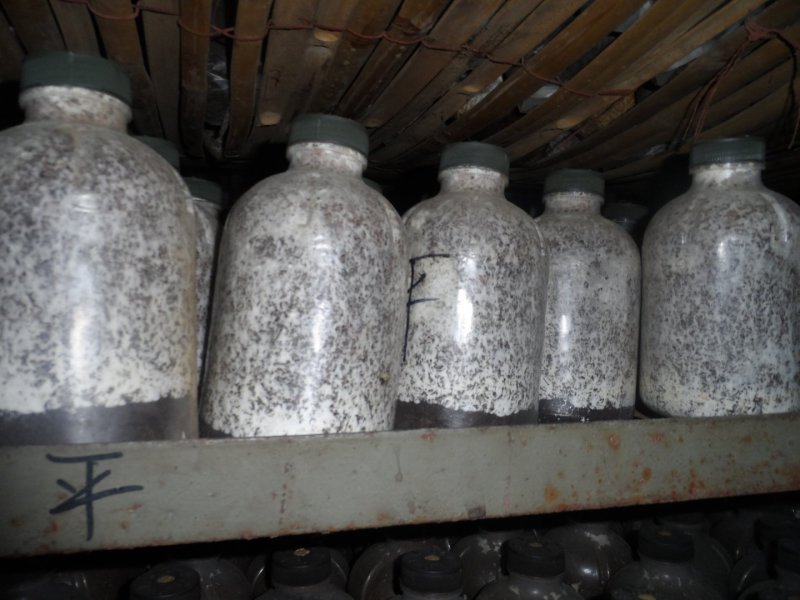 平菇菌种三级栽培菌种浇水即可出菇