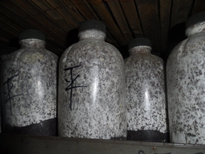平菇菌种三级栽培菌种浇水即可出菇