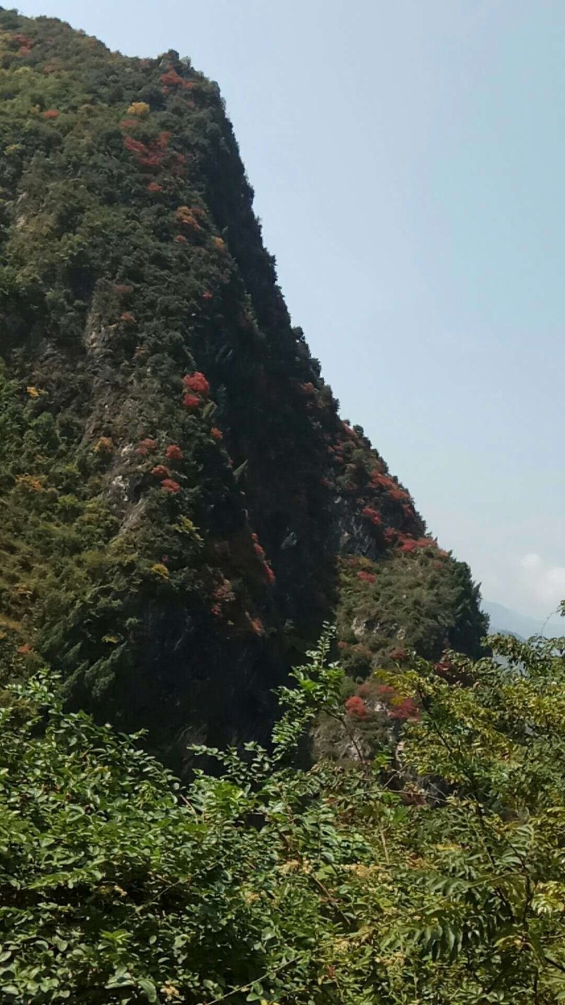 淫羊藿种苗老根苗根须发达成活率高出苗收益快。