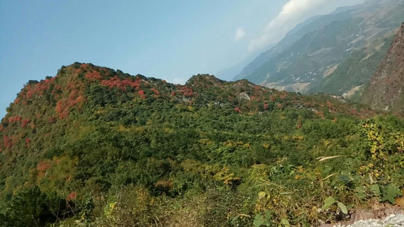 淫羊藿种苗老根苗根须发达成活率高出苗收益快。