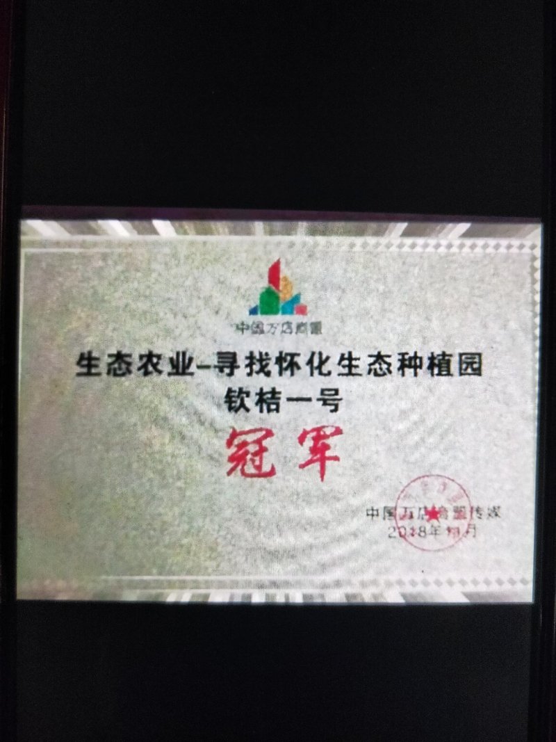 柑桔苗钦桔一号苗新品保护品种唯我授权推广他人销售为假冒侵
