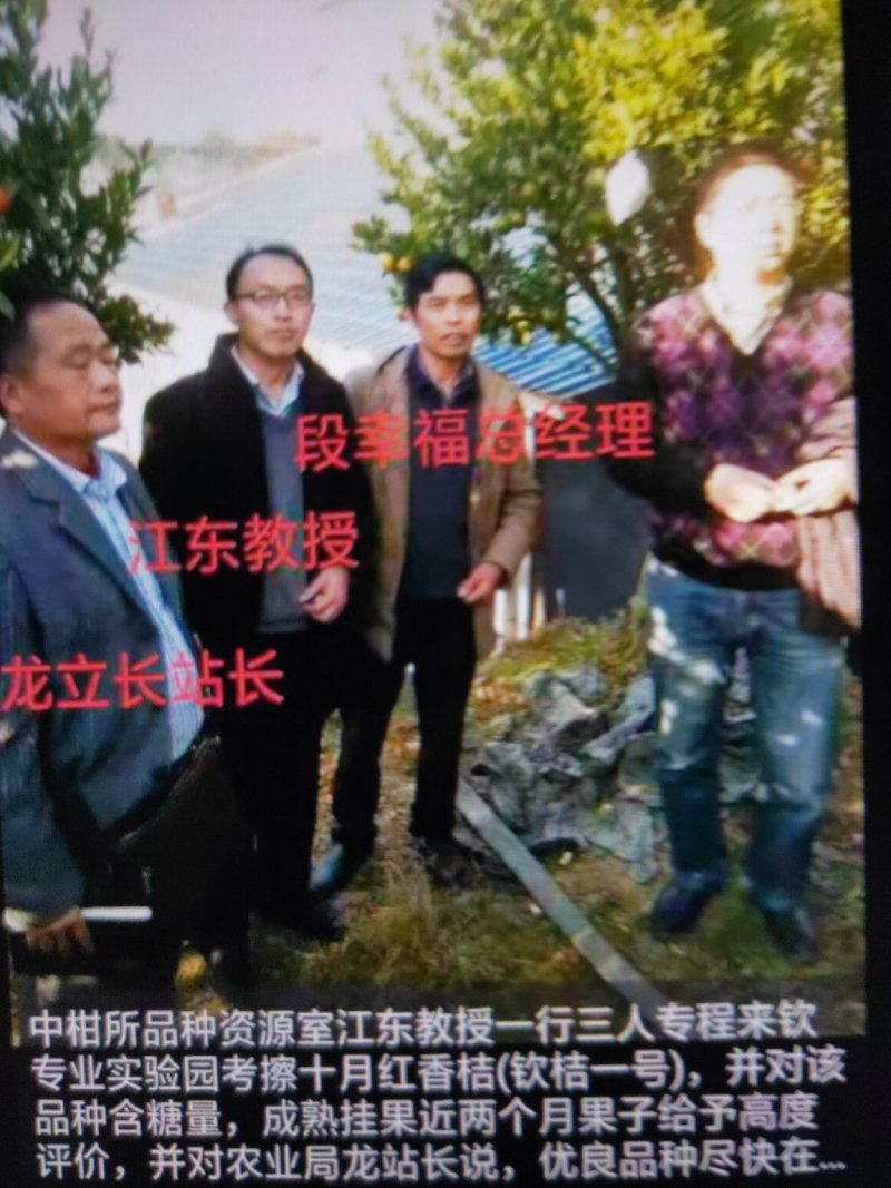 柑桔苗钦桔一号苗新品保护品种唯我授权推广他人销售为假冒侵