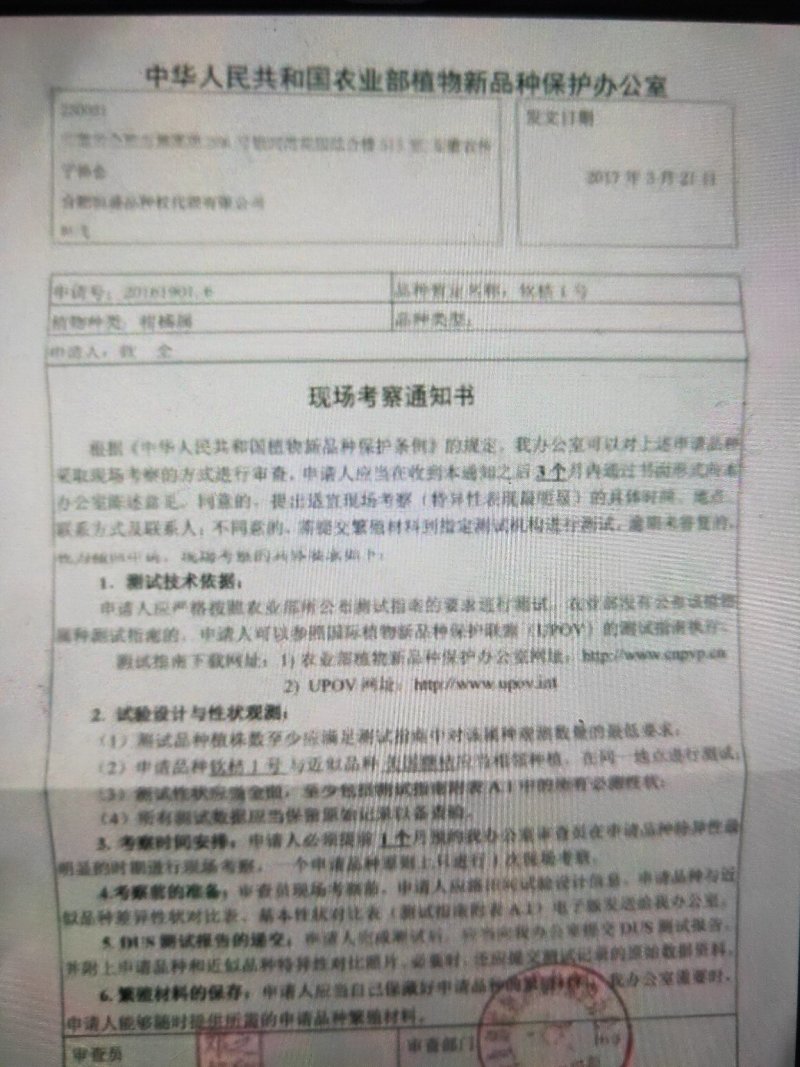 柑桔苗钦桔一号苗新品保护品种唯我授权推广他人销售为假冒侵