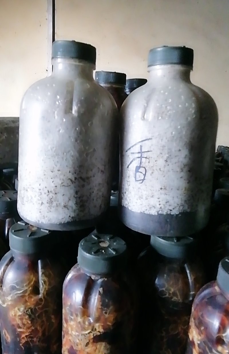 香菇菌种三级椴木香菇菌种菌包厂家直销发货