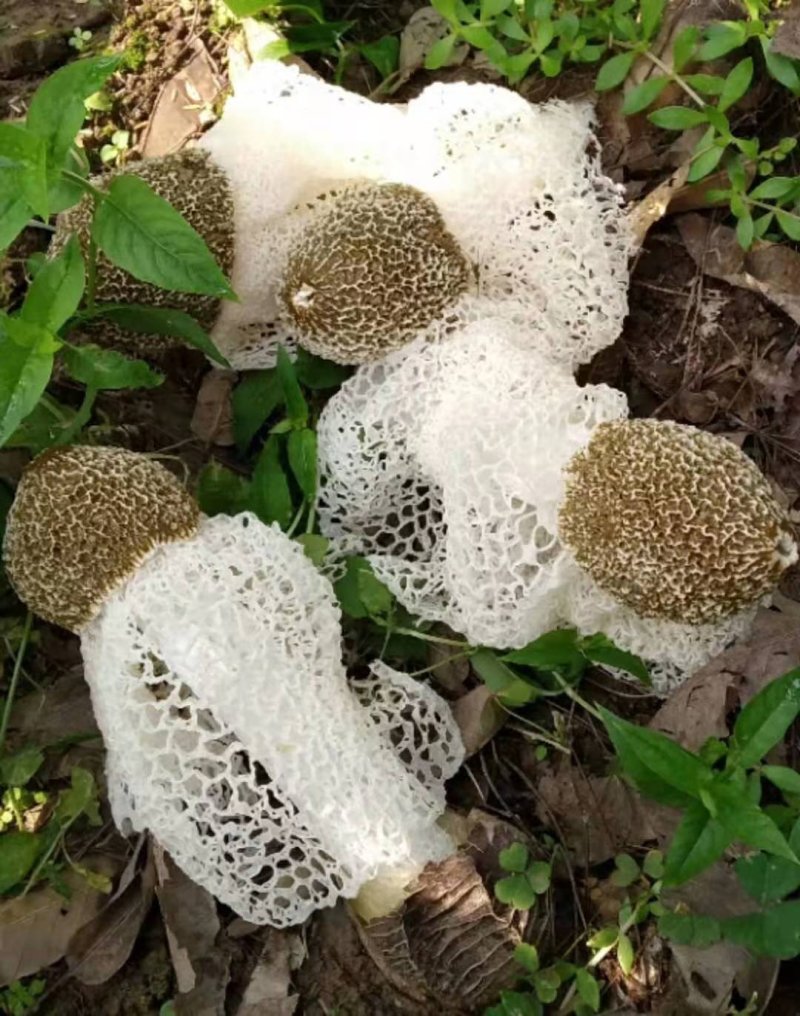 竹荪菌种竹菌菌种三级栽培种免费提供技术支持