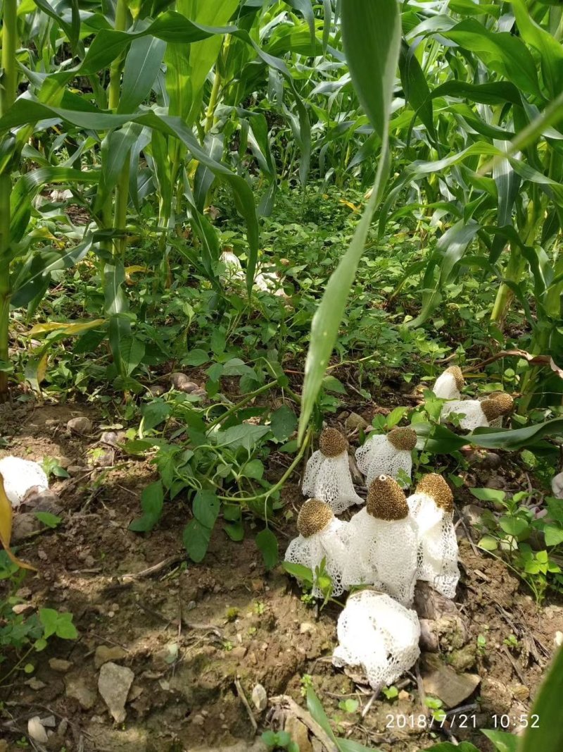 竹荪菌种竹菌菌种三级栽培种免费提供技术支持