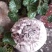 平菇菌包盆栽平菇菌包家庭种植平菇菌包预售