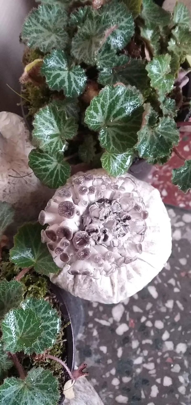 平菇菌包盆栽平菇菌包家庭种植平菇菌包预售