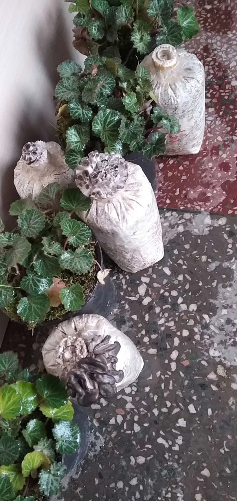 平菇菌包盆栽平菇菌包家庭种植平菇菌包预售
