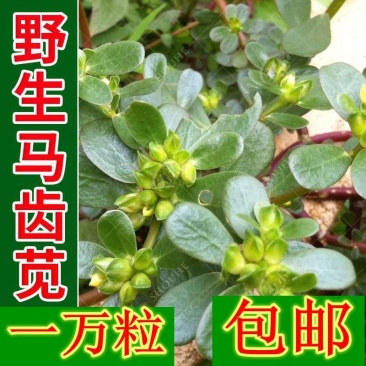 野生食用马齿苋种子马芷苋半枝莲太阳花蚂蚱菜新鲜马苋菜野菜