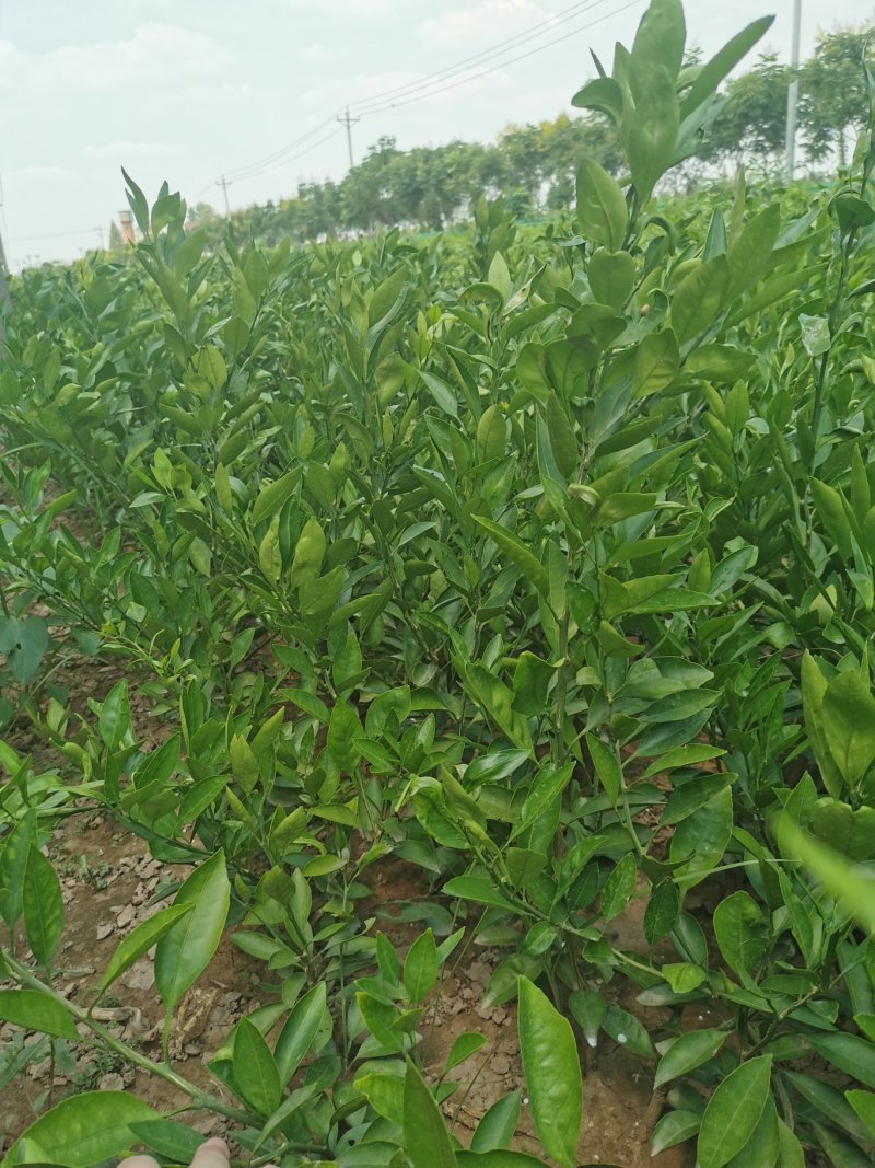无核沃柑苗，优质品种，无病害