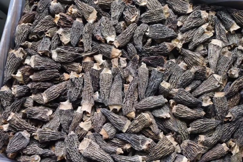 特惠大号羊肚菌。羊肚菌既是宴席上的珍品