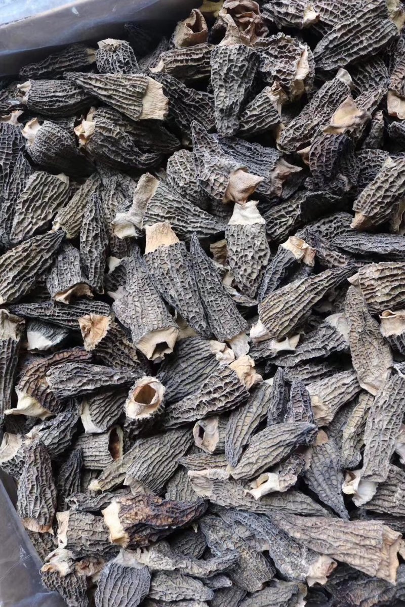 特惠大号羊肚菌。羊肚菌既是宴席上的珍品