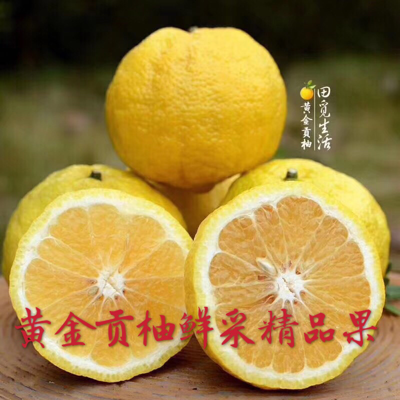 湖南怀化洪江黄金贡柚鲜采直销