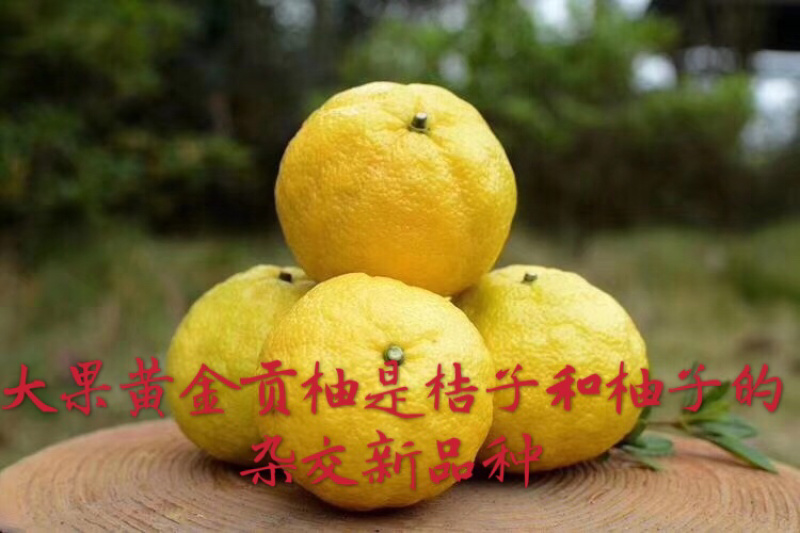 湖南怀化洪江黄金贡柚鲜采直销