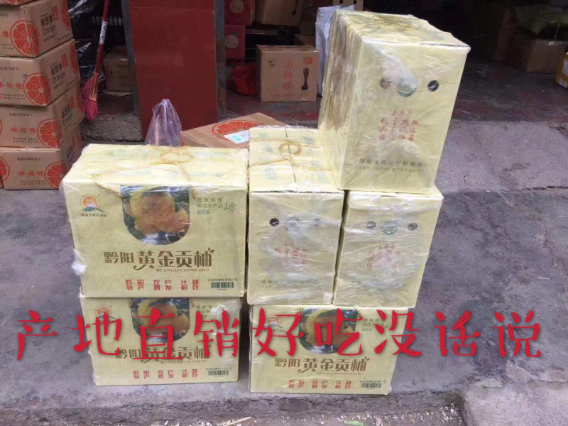 湖南怀化洪江黄金贡柚鲜采直销