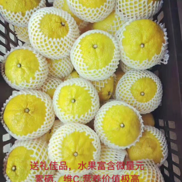 湖南怀化洪江黄金贡柚鲜采直销