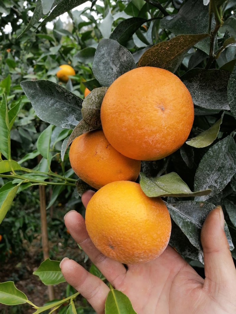 广西桂林贺州默科特大量上市有需要的老板随时联系