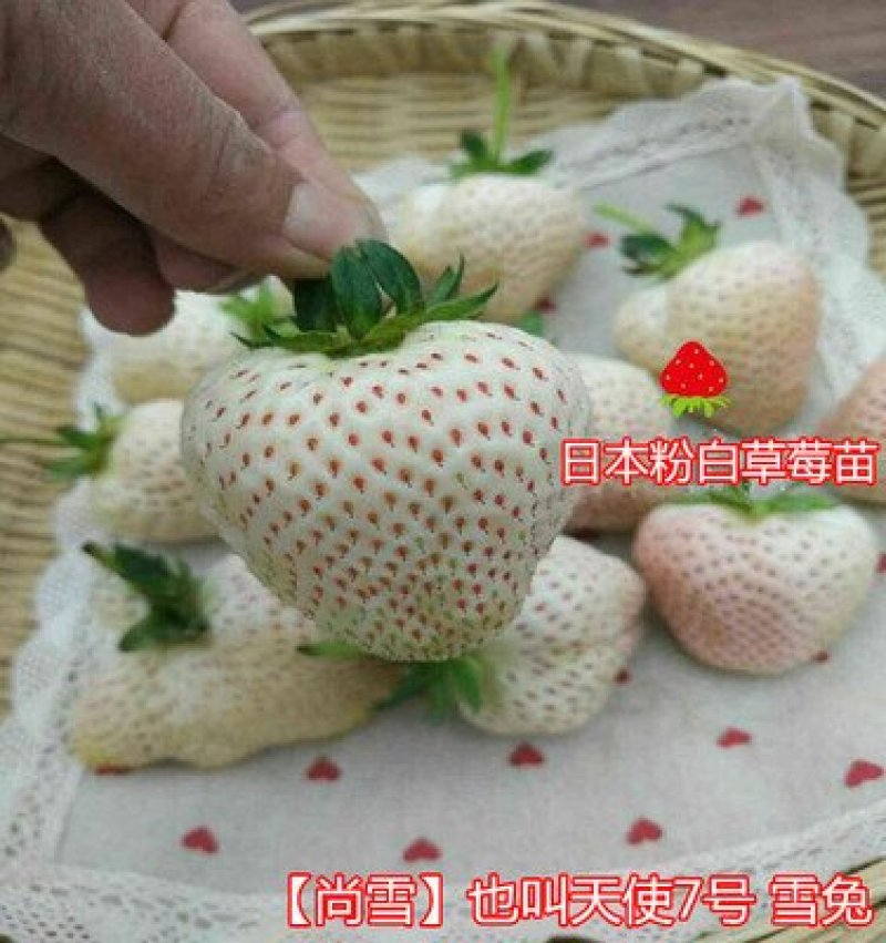 进口新品种四季淡雪天使桃熏阳台盆栽带果草莓苗穴盘苗营养杯