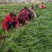麦冬草，细叶麦冬草、丹麦草