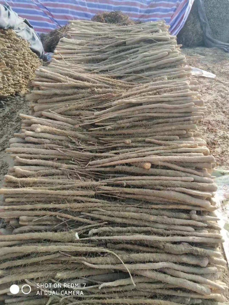 山药新鲜现挖特级铁棍山药山西运城铁杆蔬菜山药