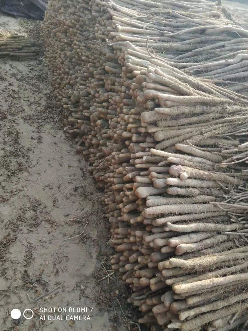 山药新鲜现挖特级铁棍山药山西运城铁杆蔬菜山药