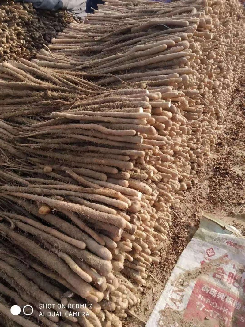 山药新鲜现挖特级铁棍山药山西运城铁杆蔬菜山药
