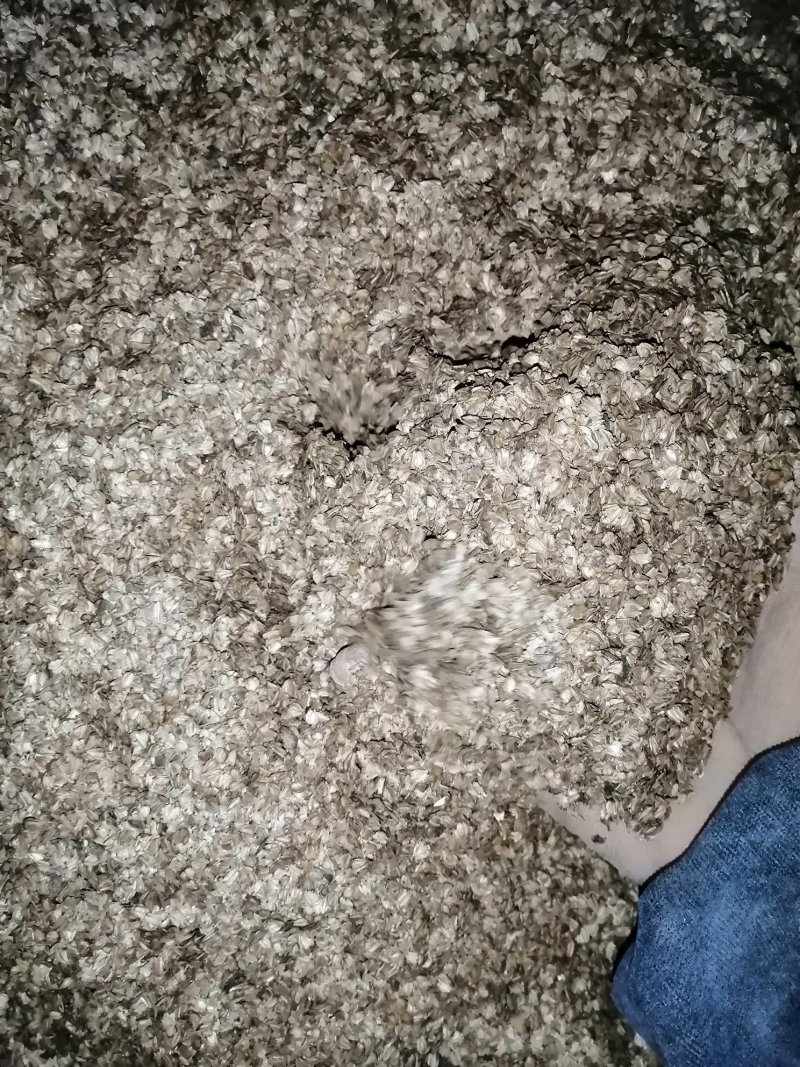 直销刚上市新桤木种子，无渣子，无泥沙，出芽率高