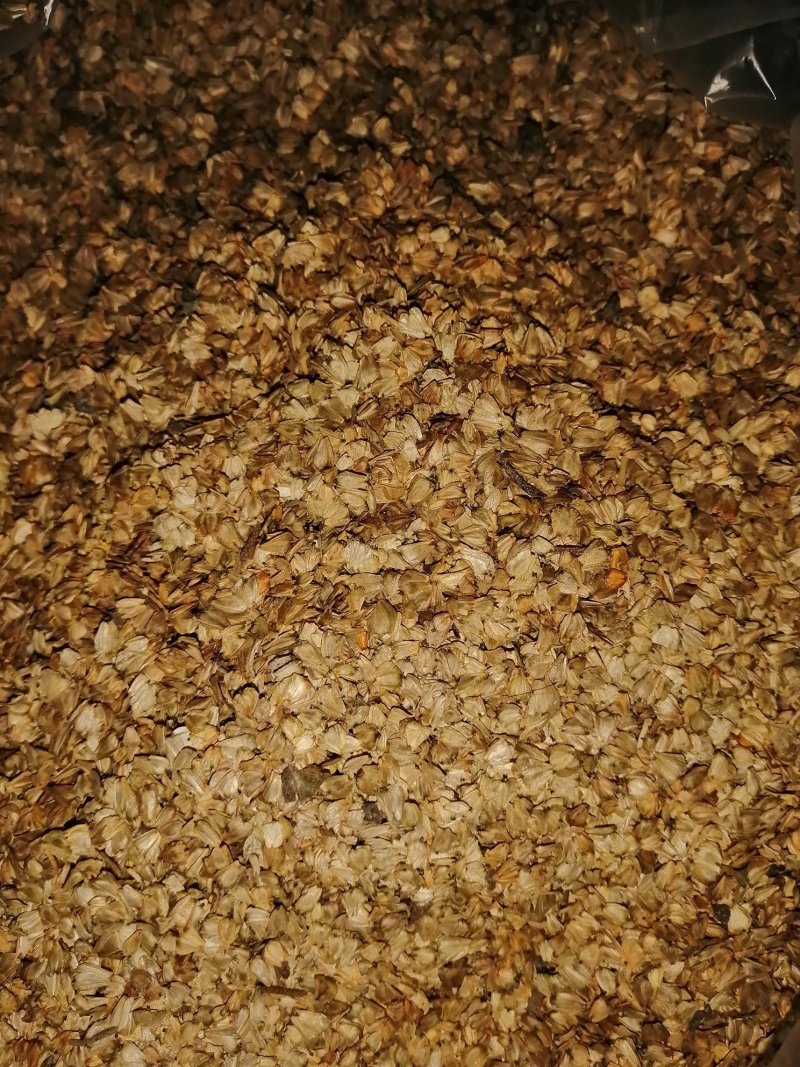 直销刚上市新桤木种子，无渣子，无泥沙，出芽率高