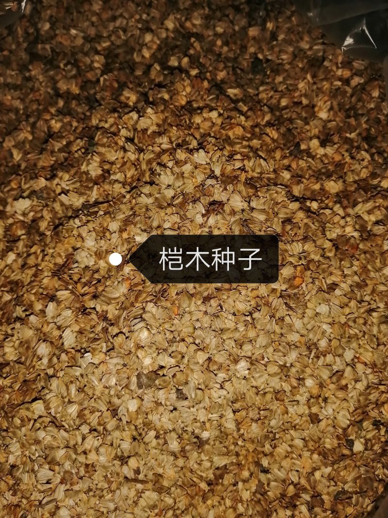 直销刚上市新桤木种子，无渣子，无泥沙，出芽率高