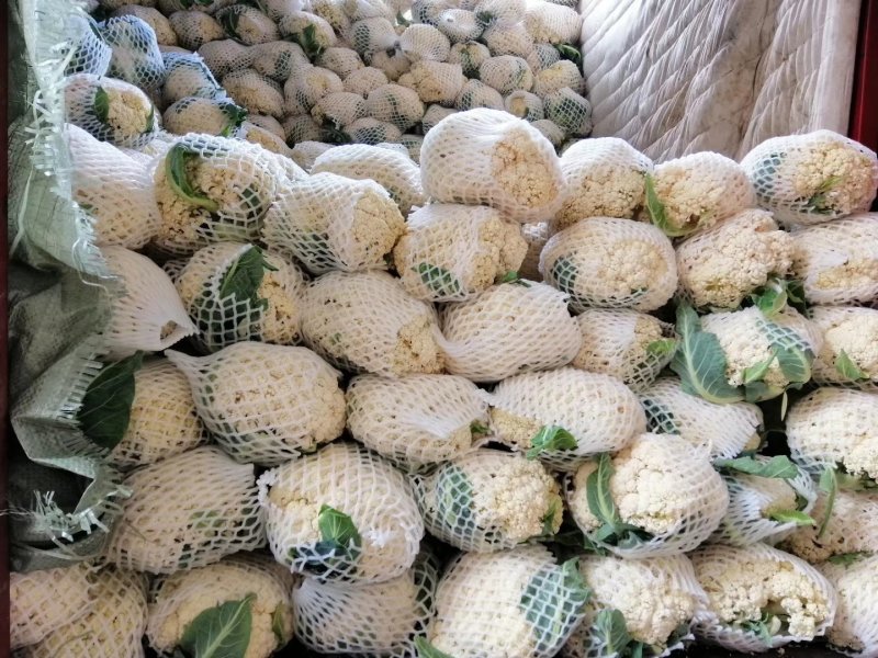 福建松花菜漳浦青梗菜花80天小米花大量上市提供冷库和包装