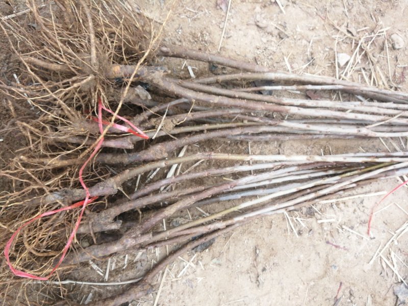 齐早樱桃苗矮化吉塞拉樱桃苗山东大樱桃培育基地