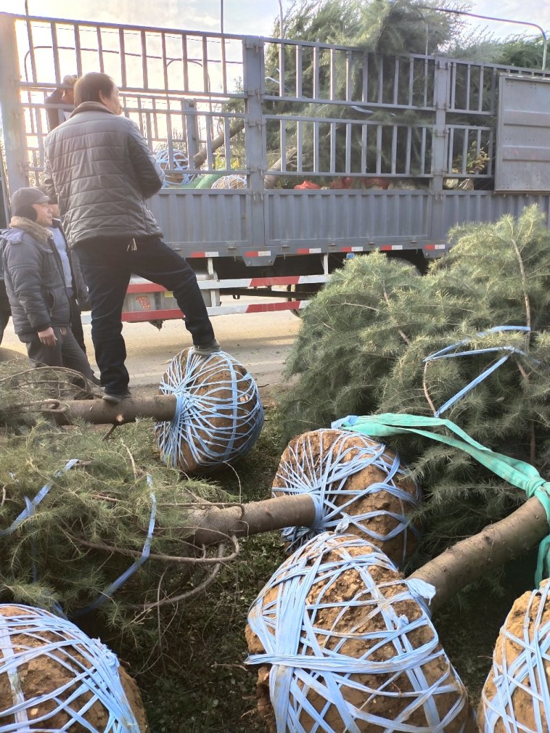 国槐雪松红叶碧桃大叶女贞各种规格1～20厘米