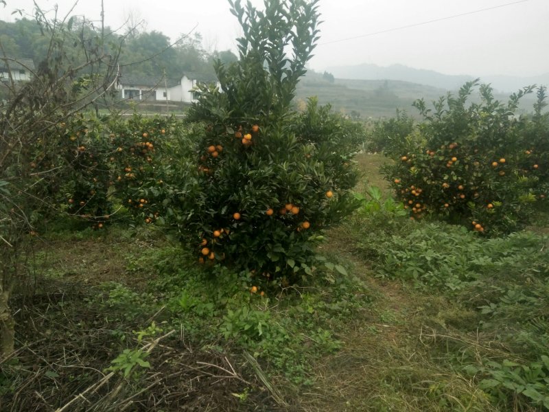 沃柑