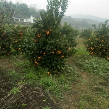 沃柑