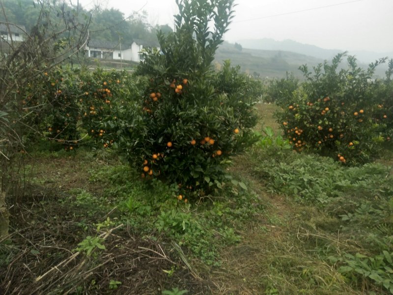 沃柑