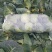 【精品】扁包菜大扁包基地一手货源直供量大从优对接全国